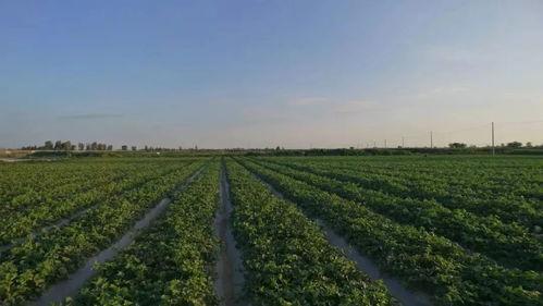 甘肃民勤吃瓜视频,甘肃民勤吃瓜视频展现田园风情