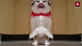 super可爱的吃瓜,带你领略娱乐圈新鲜趣事