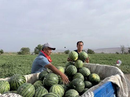 海拉尔吃瓜22,揭秘当地特色美食与趣味生活